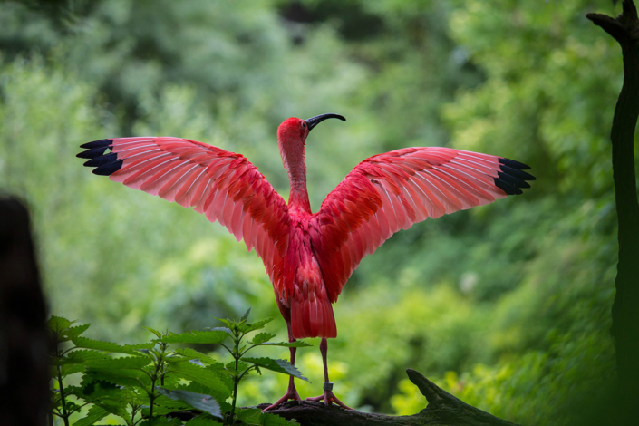 Ibis rouge Delta du Parnaiba Brésil voyage