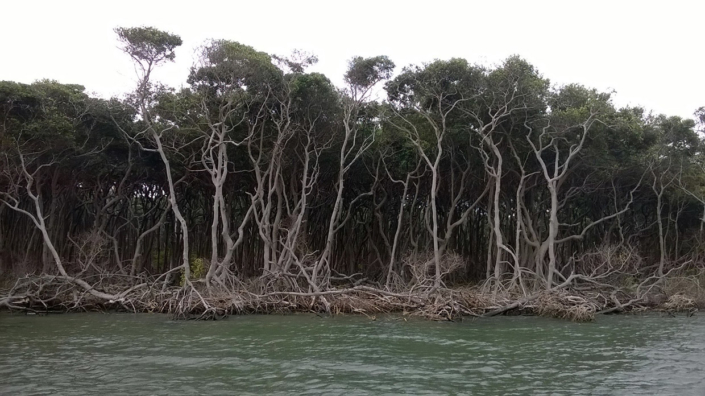 Manguezal Delta du Parnaiba Brésil voyage