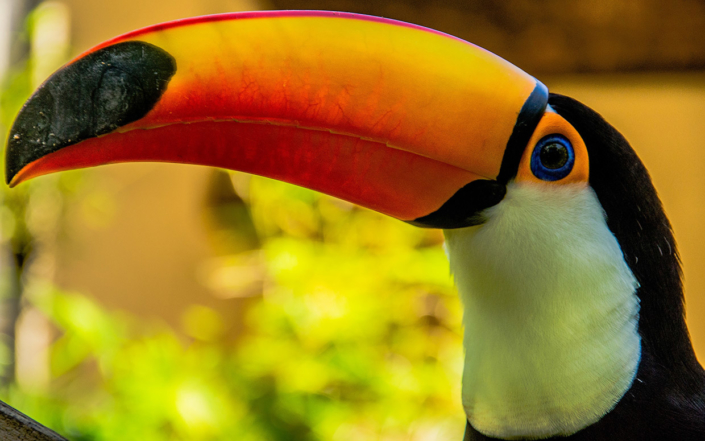 Parc aux oiseaux chutes d'Iguaçu Brésil