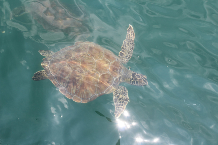 Tortue Ilha Grande Rio Brésil voyage