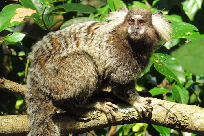 animaux Ilha Grande Rio Brésil voyage